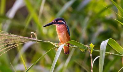 Destaques da Vida Selvagem de Sabah, Bornéu — 4