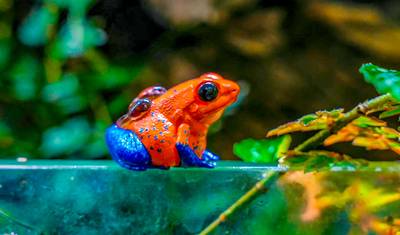 Customized 11 Days Costa Rica Private Guided Tour for Nature Lover, Daily Start — 3