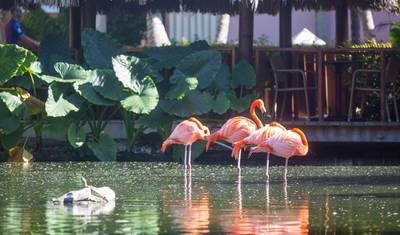 Dominican Republic Delights 7Days/6Nights — 2