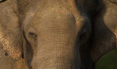 Sri Lanka Wildlife Safari Trip By G Experiences — 2