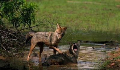 Sri Lanka Wildlife Safari Trip By G Experiences — 3
