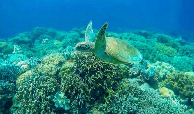 Magic of Philipine 5 Island-Hopping — 5