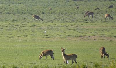 Kaziranga National Park Tour Package — 2