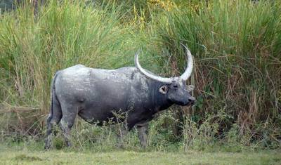 Kaziranga National Park Tour Package — 4