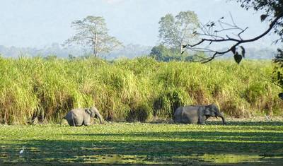Kaziranga National Park Tour Package — 5