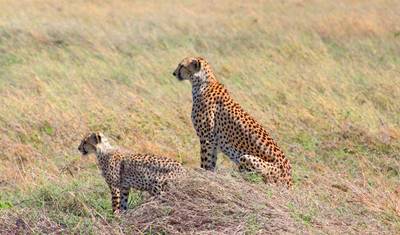 9 Dni - Wodospady Wiktorii i Safari w Botswanie — 2