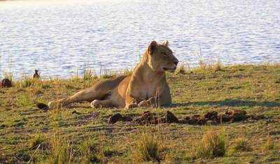 Pacote de Aventura de Safari de 9 Dias em Zanzíbar e Livingstone — 5