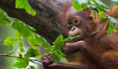 Odkrywca dzikiej przyrody Borneo — 3