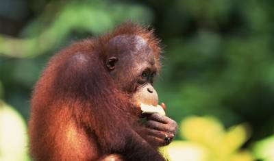 Odkrywca dzikiej przyrody Borneo — 5