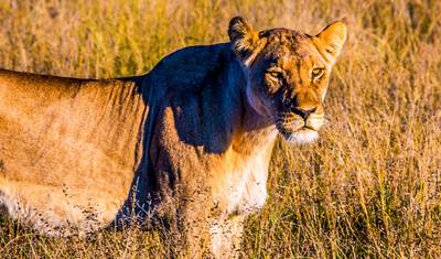 Customized 14 Days Namibia, Botswana & Zimbabwe Tour, Private Guide — 5