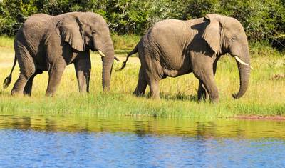 1日 アカゲラ国立公園ツアー — 5