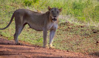 Luxury 4 days Laikipia Plateau Safari — 3