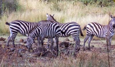 Luxury 4 days Laikipia Plateau Safari — 4