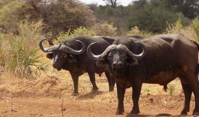 Luxury 4 days Laikipia Plateau Safari — 5