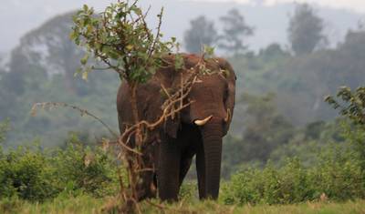 Luxury 4 days Laikipia Plateau Safari — 2