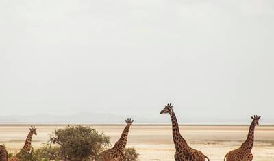 Excursão de um dia a Amboseli saindo de Nairóbi – Veja Elefantes e Vistas do Kilimanjaro — 2
