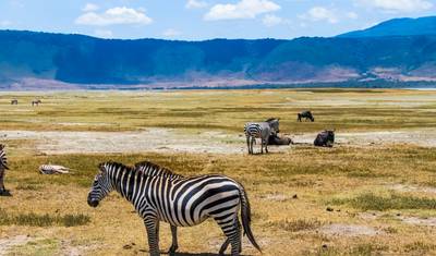 Excursão de um dia a Amboseli saindo de Nairóbi – Veja Elefantes e Vistas do Kilimanjaro — 5