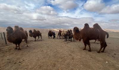 Gobi Desert Adventure 6 Days Tour — 3
