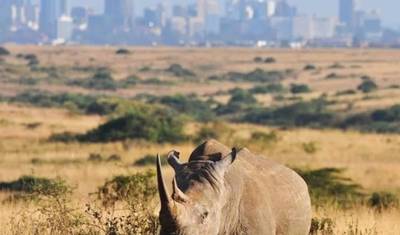 6 Dni 5 Nocy Prywatne Safari Maasai Mara, Jezioro Nakuru i Amboseli — 2
