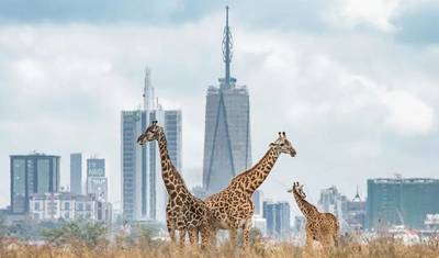 6 Dni 5 Nocy Prywatne Safari Maasai Mara, Jezioro Nakuru i Amboseli — 3
