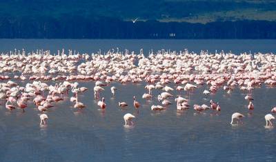 6 Dni 5 Nocy Prywatne Safari Maasai Mara, Jezioro Nakuru i Amboseli — 4
