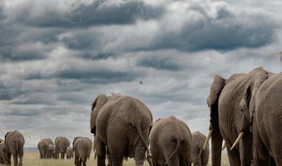 6 Dni 5 Nocy Prywatne Safari Maasai Mara, Jezioro Nakuru i Amboseli — 5