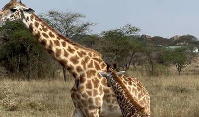 10-Day Day Safari Great Wildebeest Migration Across the Mara River — 2