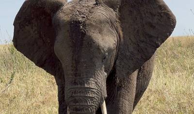 10-Day Day Safari Great Wildebeest Migration Across the Mara River — 3
