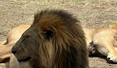 10-Day Day Safari Great Wildebeest Migration Across the Mara River — 5