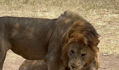7-Day Tarangire, Ngorongoro Crater, and Serengeti Mid-Range Tour — 4