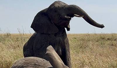 7-Day Tarangire, Ngorongoro Crater, and Serengeti Mid-Range Tour — 5