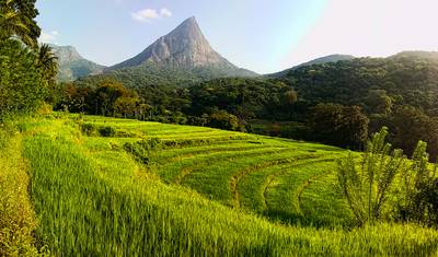 Sri Lanka Grand Discovery Tour – 10 Days — 4