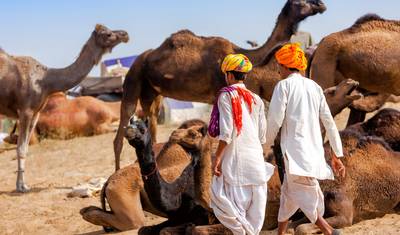Royal India (4 Star) - 21 dni — 3