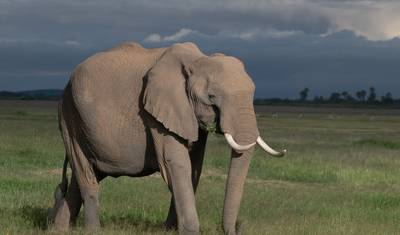 Safári de 4 Dias em Tsavo West/Tsavo East e Amboseli saindo de Diani — 2