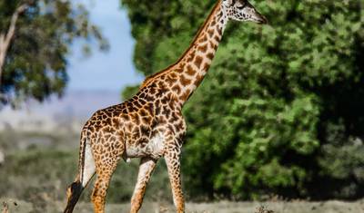 Safári de 4 Dias em Tsavo West/Tsavo East e Amboseli saindo de Diani — 4