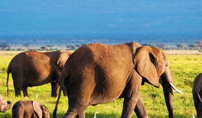 Safári de 4 Dias em Tsavo West/Tsavo East e Amboseli saindo de Diani — 5