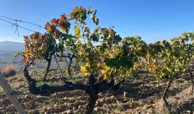 Caminhada do Vinho WalkingWomen em Priorat, Norte da Espanha (Somente para Mulheres) — 2