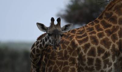 Klasyczne Safari Wielkiej Piątki w Tanzanii – Zrównoważone Doświadczenie Podróżnicze — 4