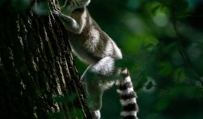 Highlights of Madagascar - 12 days — 5