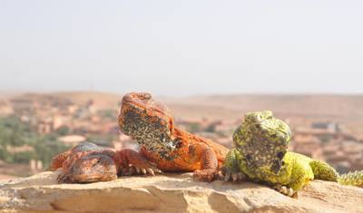 De Casablanca: Aventura Privada de 10 Dias pelos Destaques de Marrocos e Deserto (Hotéis 4 Estrelas) — 5