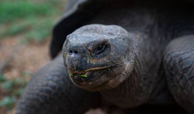 6-Day Galápagos Escape: Volcano Trails & Wildlife Encounters — 4