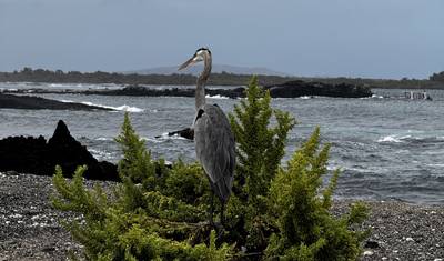 6-Day Galápagos Escape: Volcano Trails & Wildlife Encounters — 5