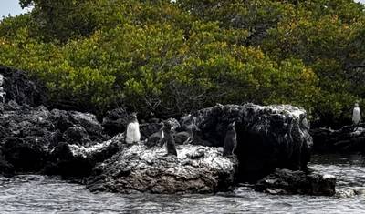 6-Day Galápagos Escape: Volcano Trails & Wildlife Encounters — 3