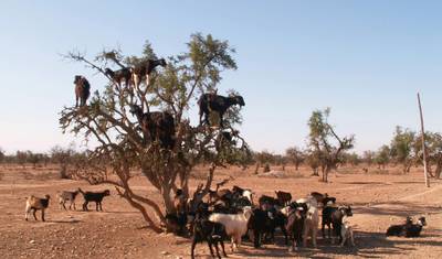 Trilhe as Montanhas do Anti-Atlas em Marrocos — 5