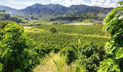 Colombia’s Coffee Highlands — 4