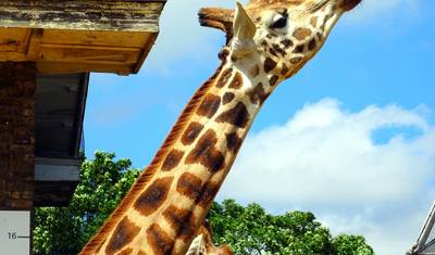 TASTE THE LAND, TRACK THE WILD – Kongoni Safari — 3