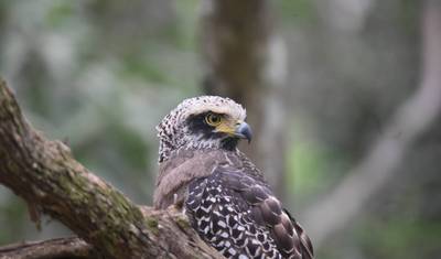 Sri Lanka: W Głąb Dzikiej Przyrody — 3