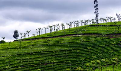 Tour Mágico de 4 Dias por Kerala: Colinas de Munnar e Fuga em Casa Flutuante em Alleppey — 2