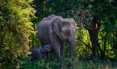 Sri Lanka "The Gathering" — 2