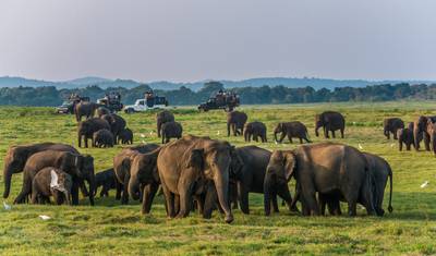 O Selvagem do Sri Lanka em Luxo — 3